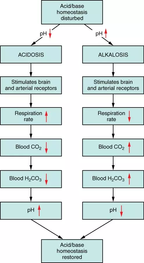 Respiratory Regulation of Blood pH SimpleMed