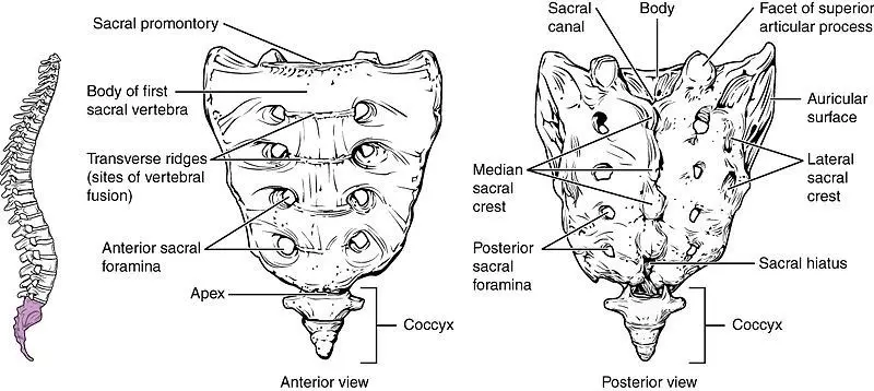 Sacrum and Coccyx Structure SimpleMed