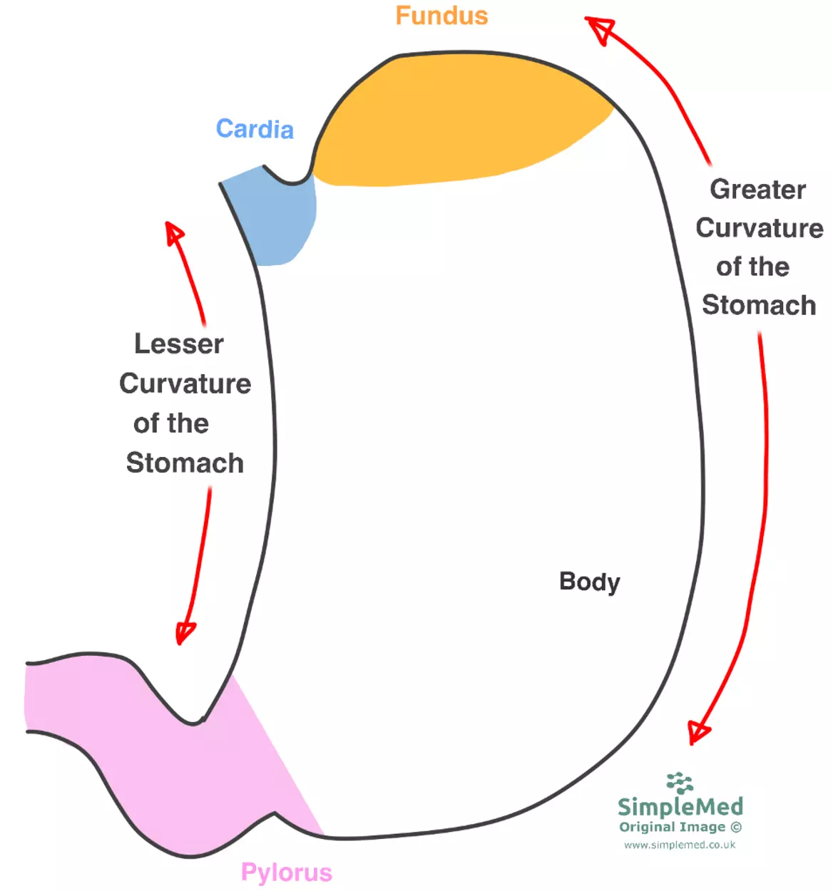 Regions and Curves of the Stomach SimpleMed