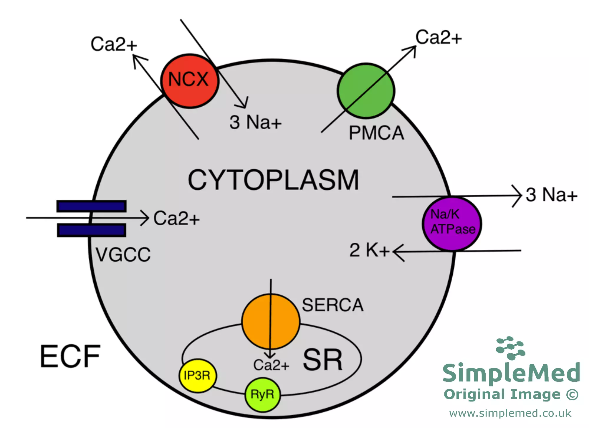 Summary of the Cellular Calcium Ion Regulation SimpleMed