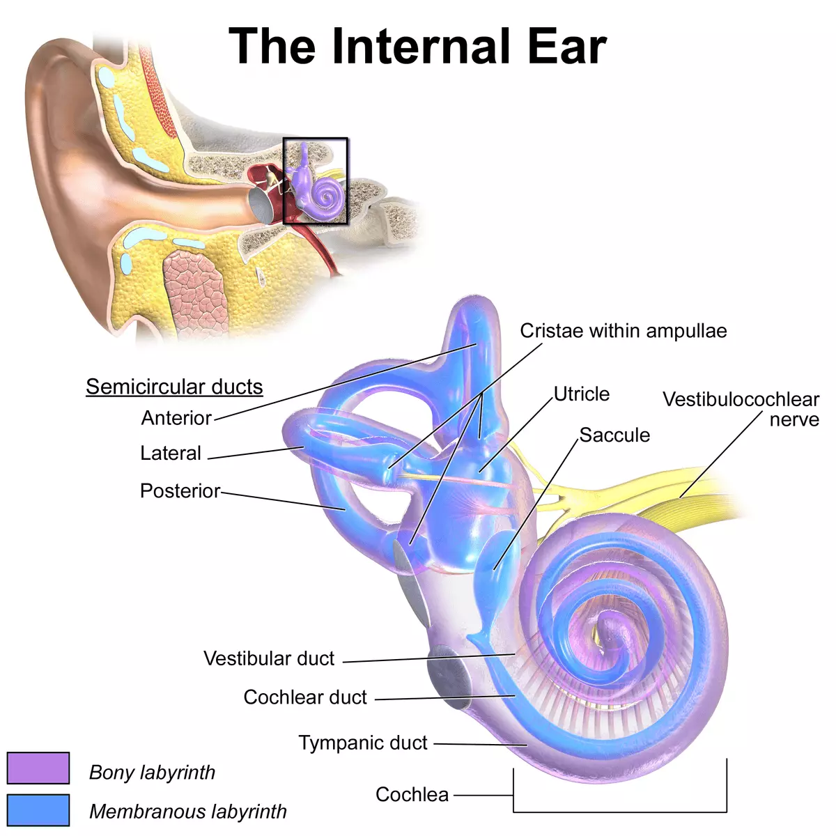 The Internal Ear Anatomy SimpleMed