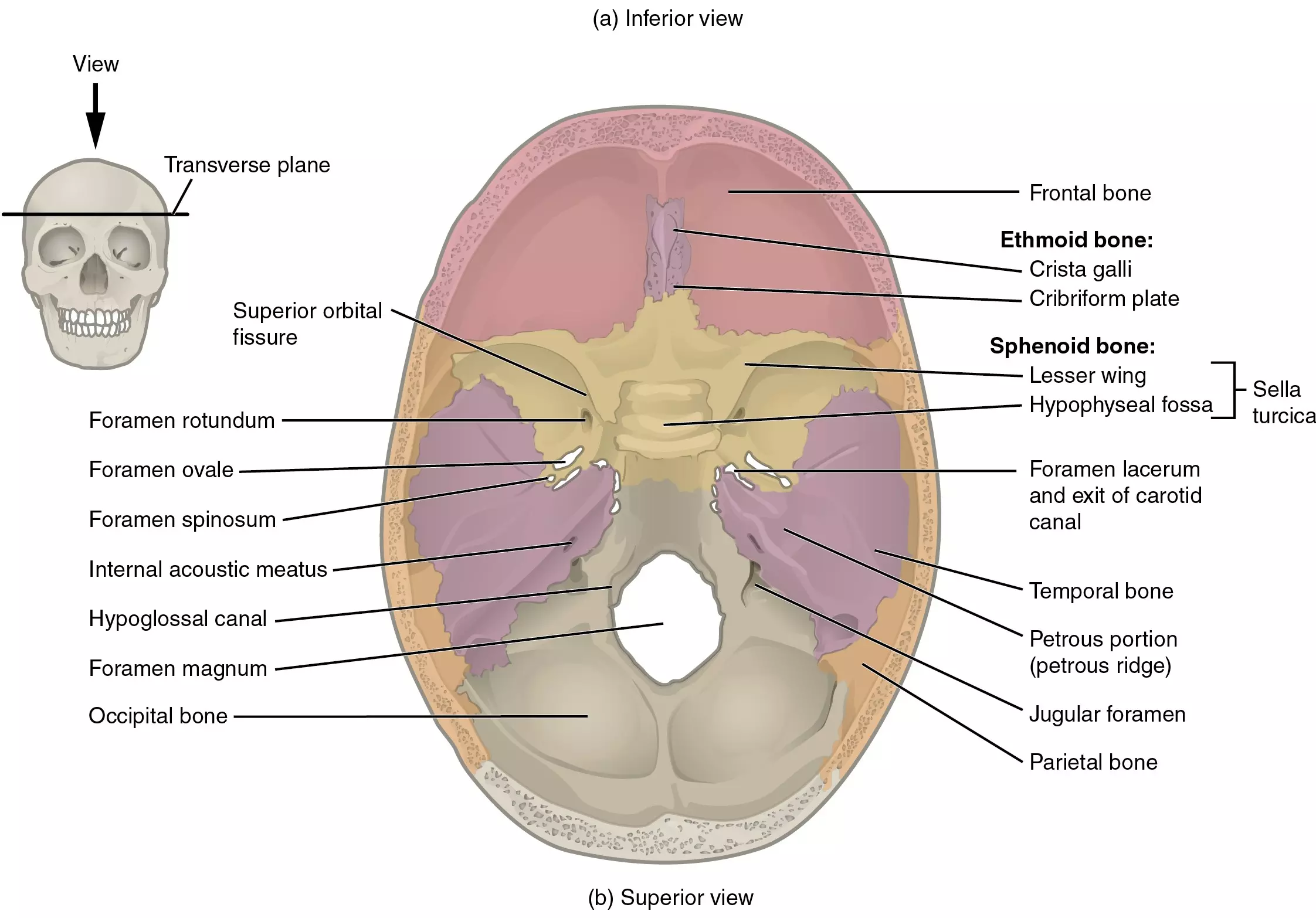 Openings of the Cranial Floor SimpleMed