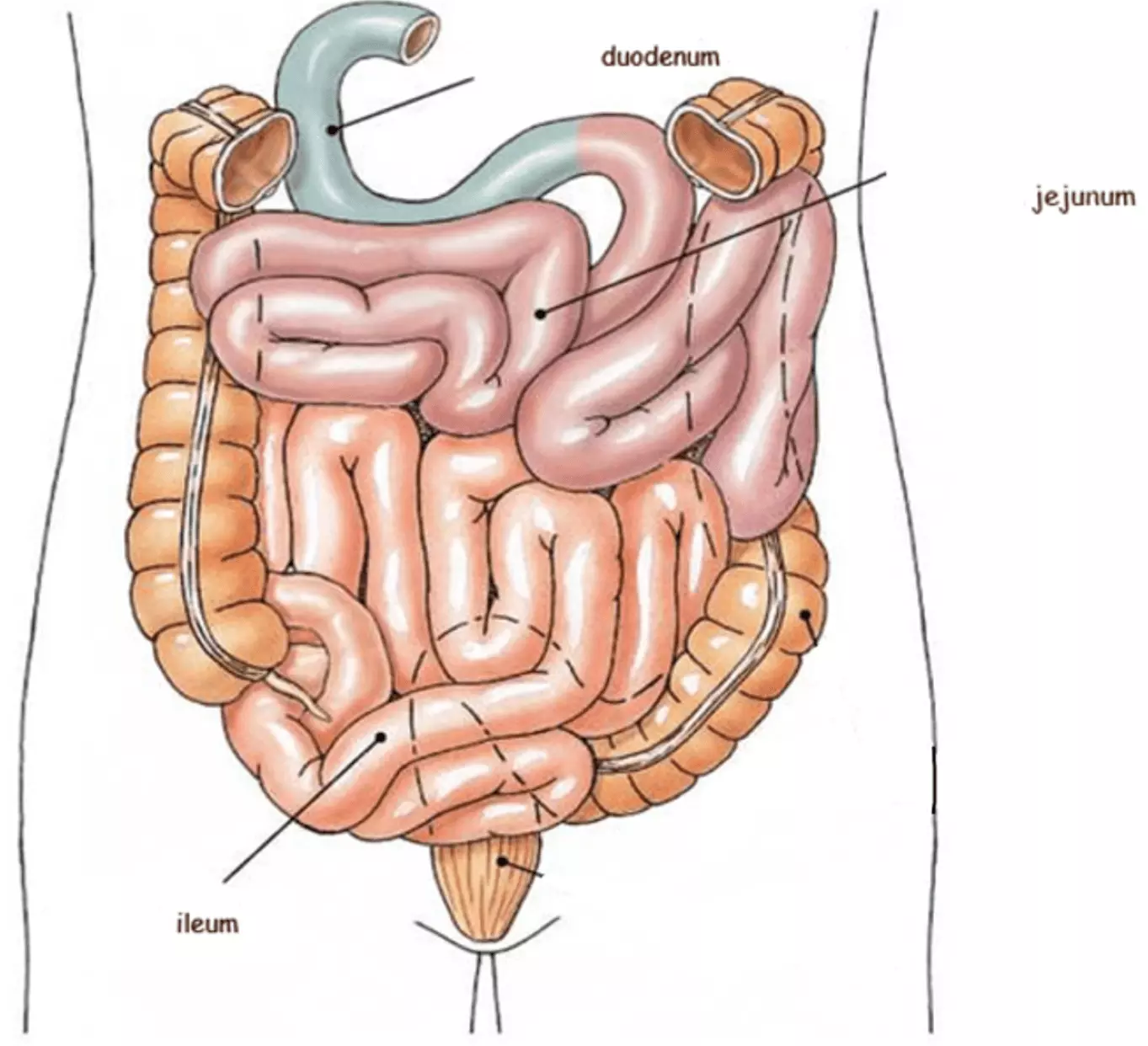 The Small Intestine SimpleMed