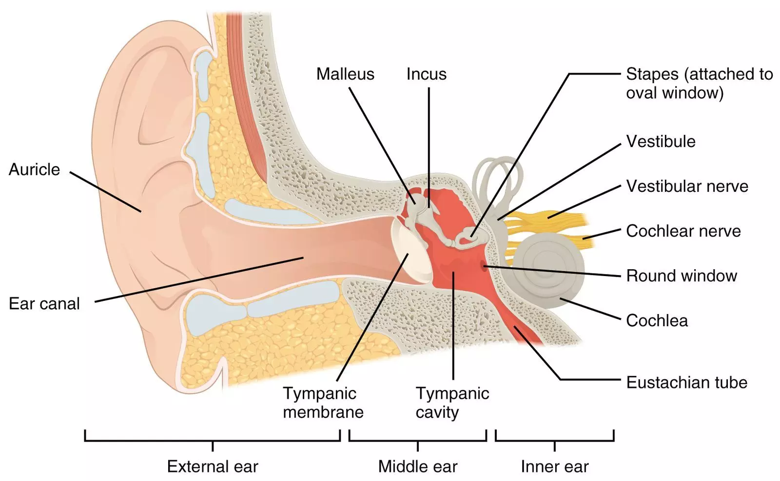 The Structures of the Ear SimpleMed