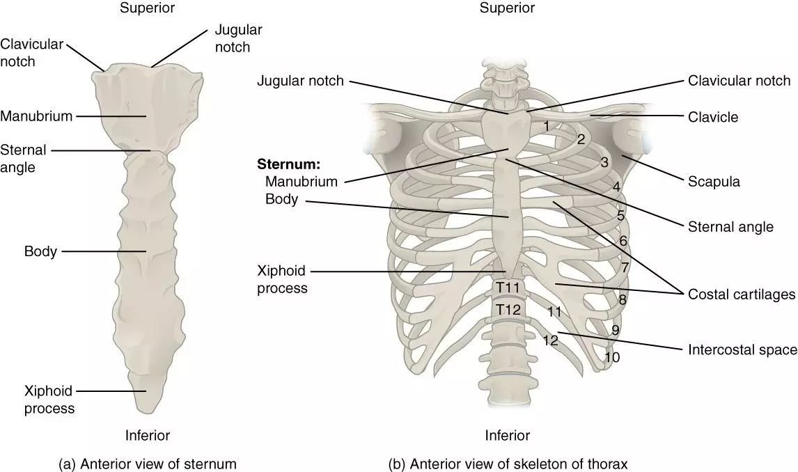 The Thoracic Cavity SimpleMed