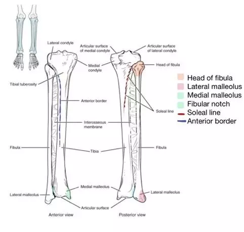 Tibia and Fibula Diagram Labelled SimpleMed