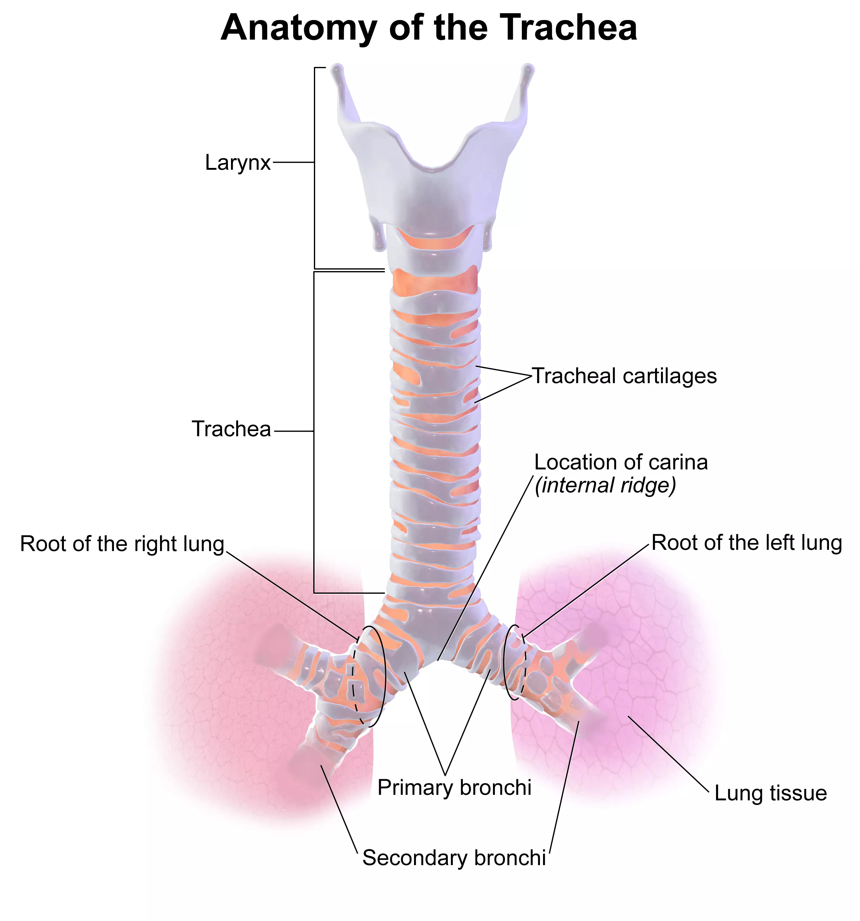 The Anatomy of the Trachea SimpleMed