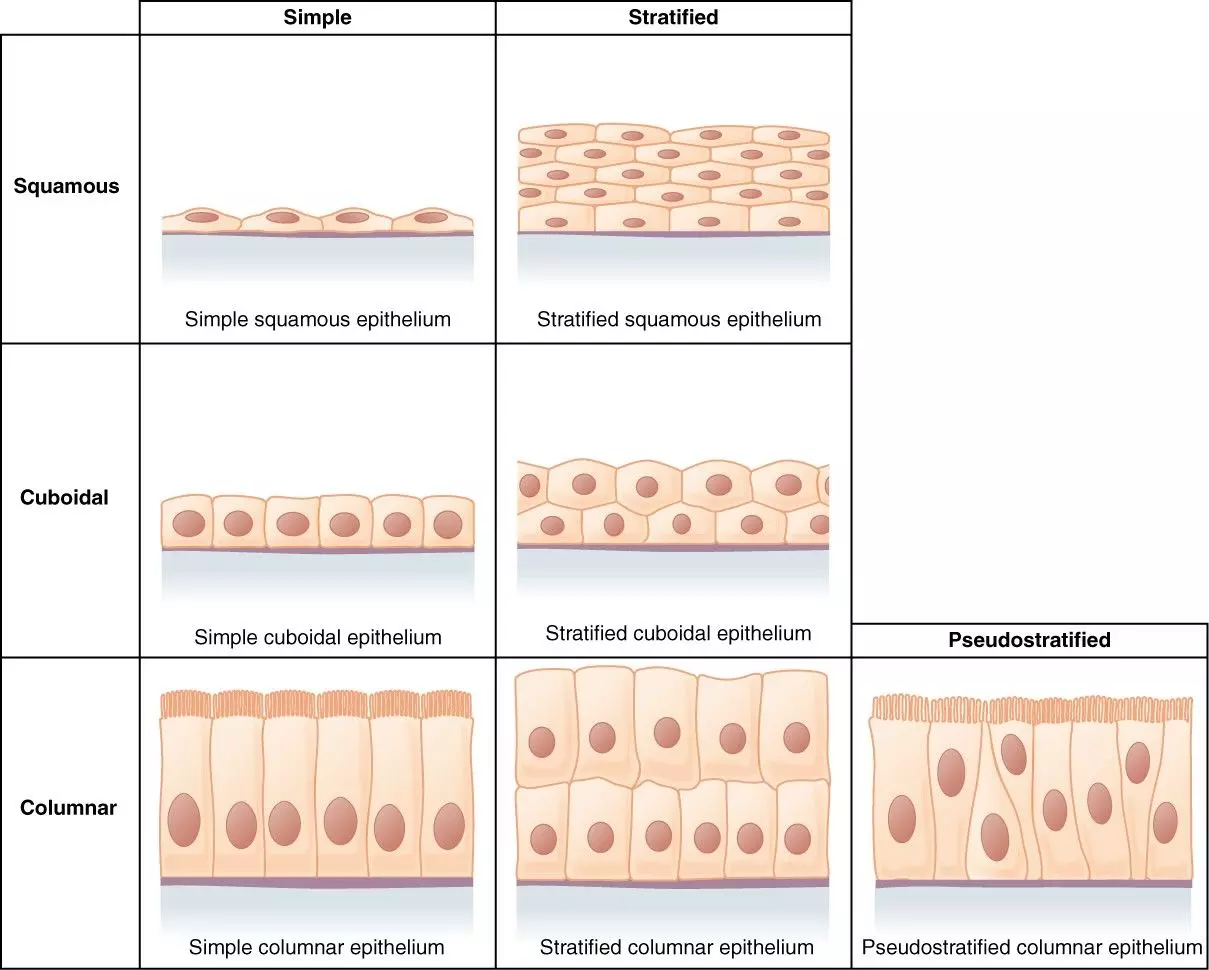Types of Epithelium SimpleMed