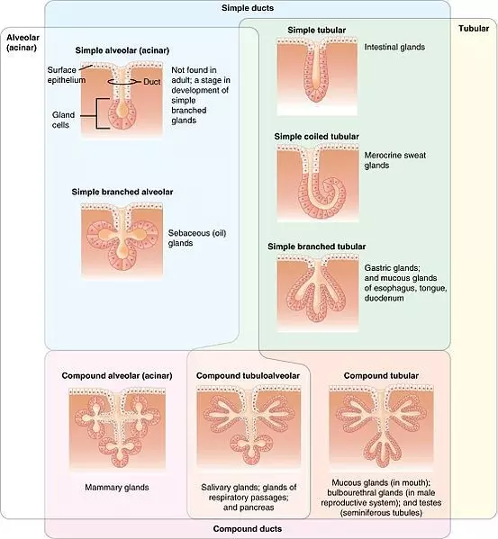 Types of Glands SimpleMed