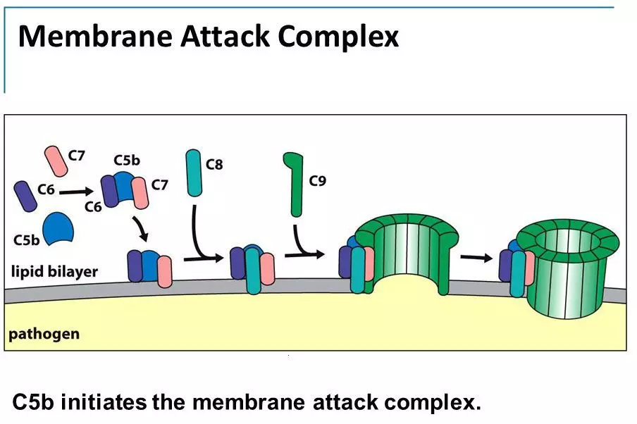 Membrane Attack Complex Complement System SimpleMed