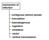 Mechanisms of Infection SimpleMed