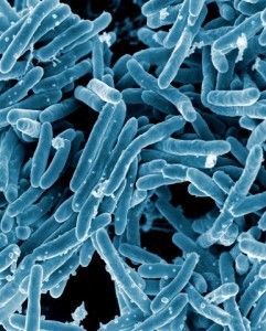 Mycobacterium Tuberculosis SimpleMed