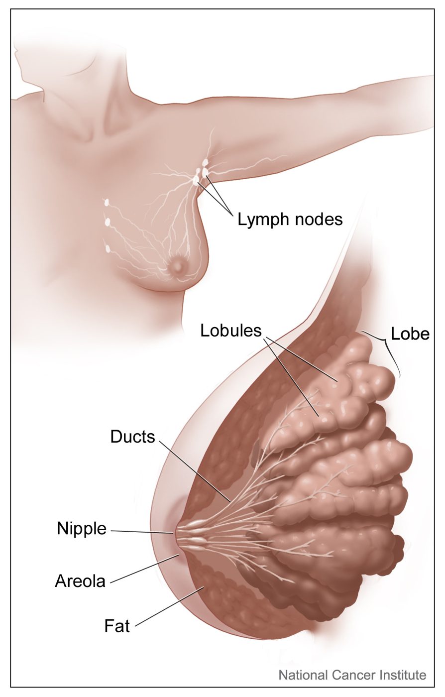 Anatomy of the breast showing lobules, ducts, nipple, areola and the adjacent axillary lymph nodes