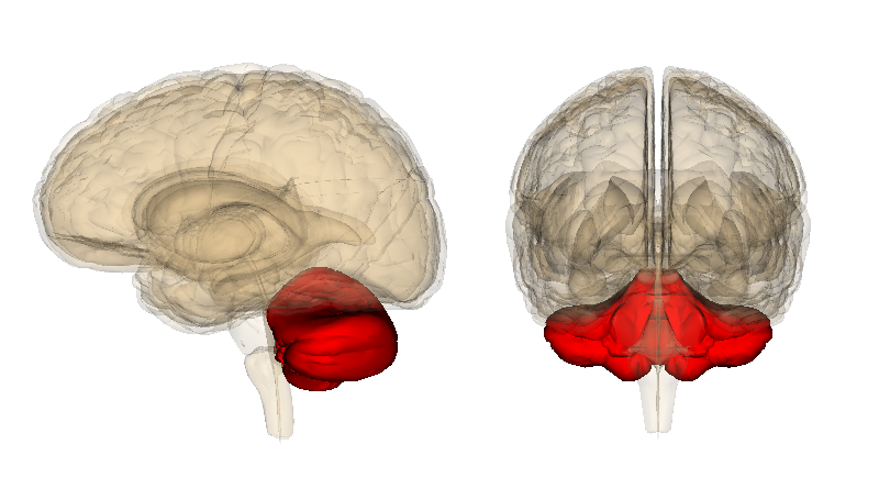 Anatomy of the cerebellum SimpleMed