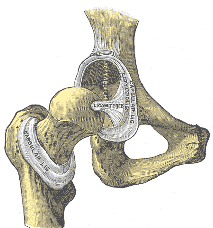 Anatomy of the hip joint front view