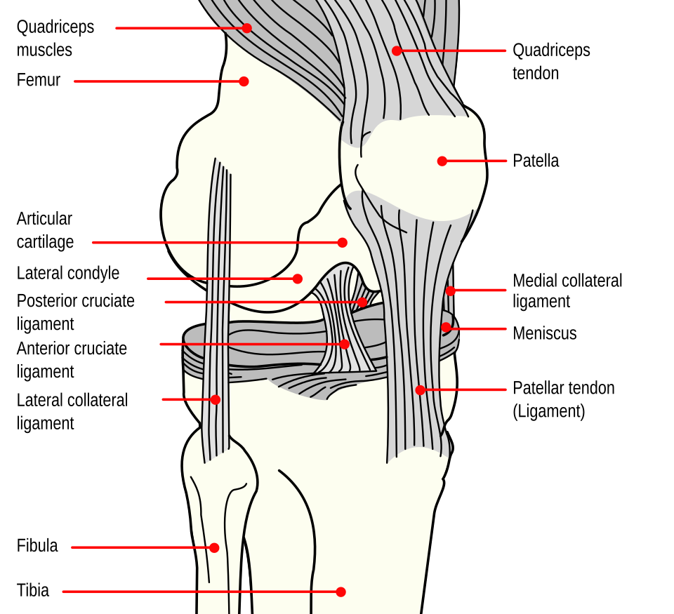 Knee Ligament Anatomy SimpleMed