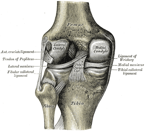 Posterior Knee Ligaments SimpleMed