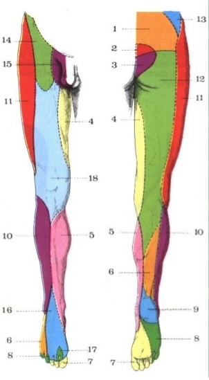 Lower limb dermatomes and sensory territories SimpleMed