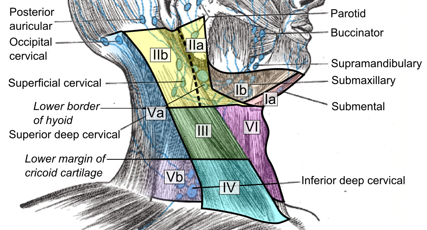 Cervical Lymph Node Levels SimpleMed