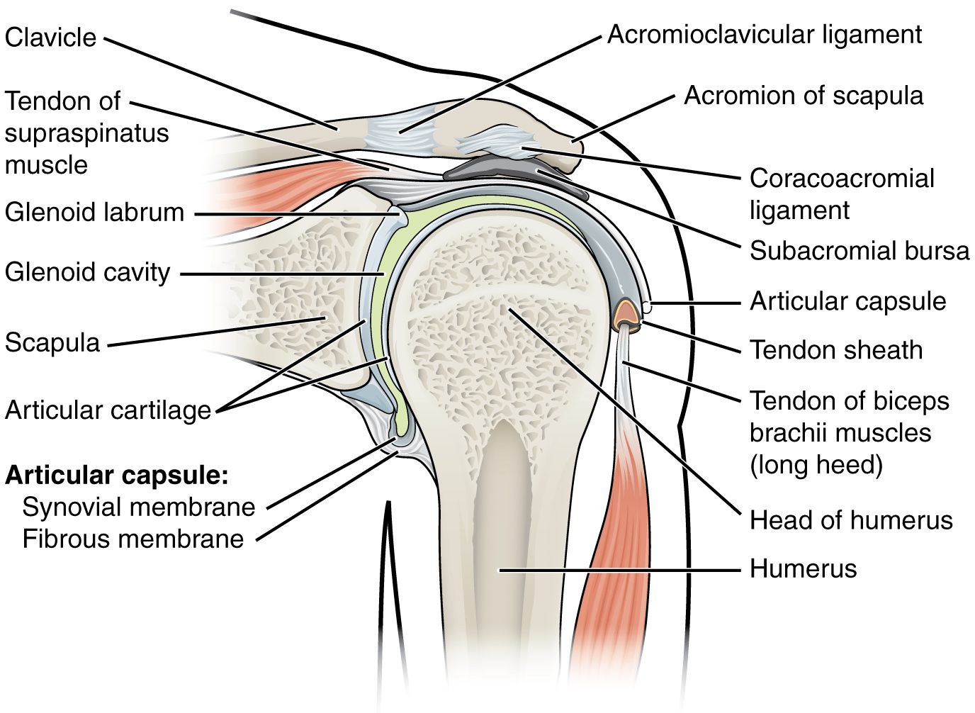 Shoulder Joint Anatomy SimpleMed