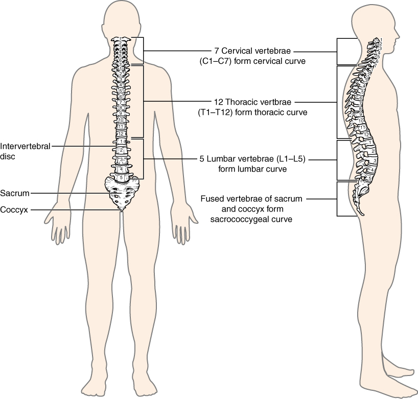 Normal sagittal curves of the vertebral column SimpleMed