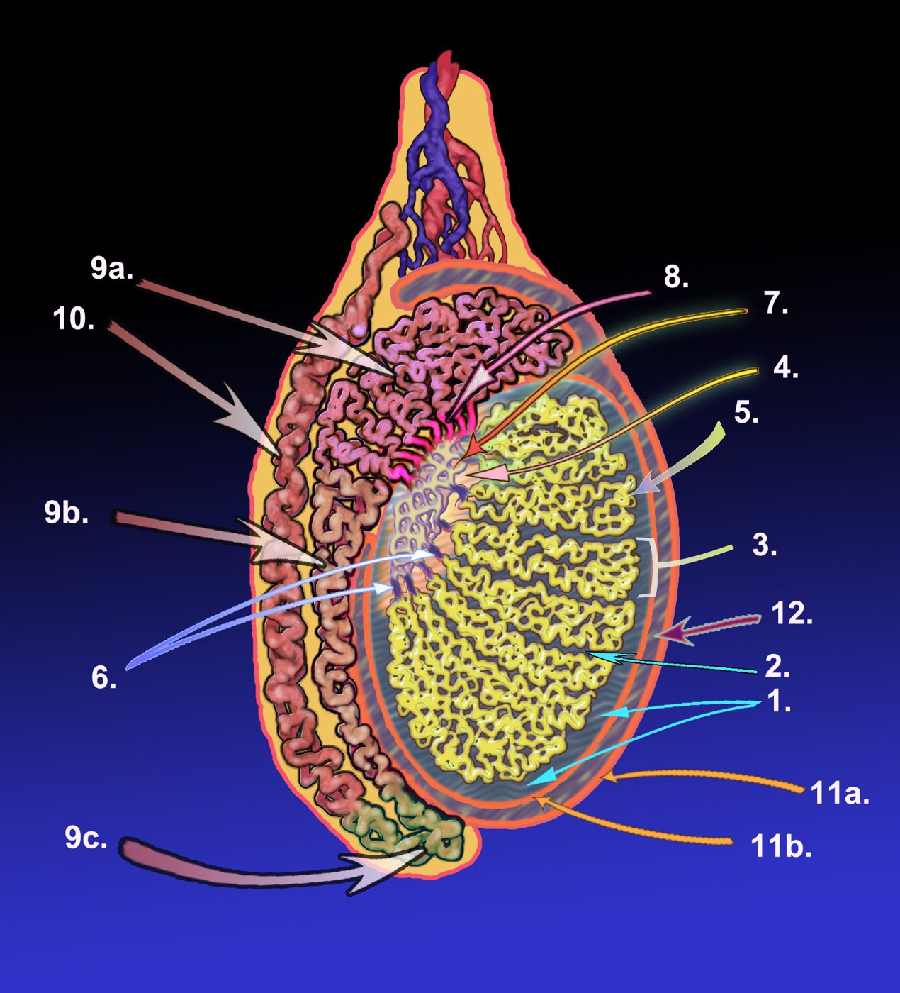 Testicular Anatomy SimpleMed