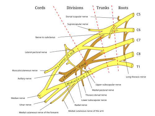 Brachial Plexus SimpleMed