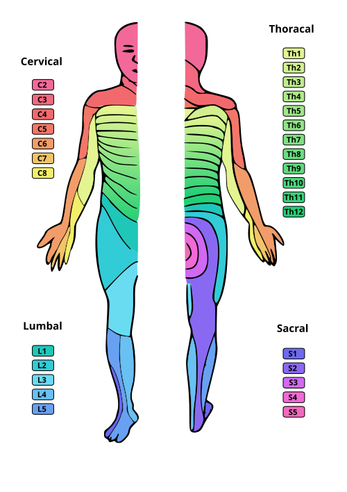 Dermatome Map SimpleMed