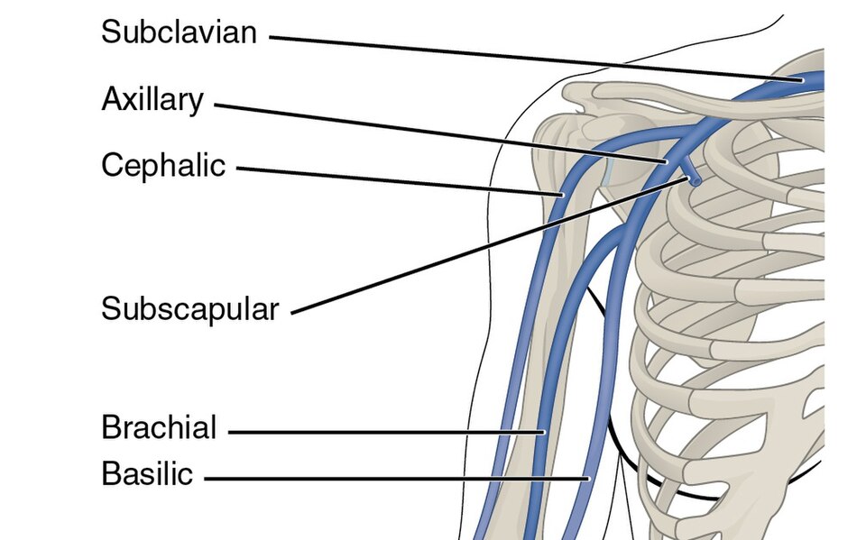 Superficial veins of the upper limb including cephalic, basilic and median cubital veins SimpleMed