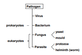 Pathogen Flow Chart SimpleMed