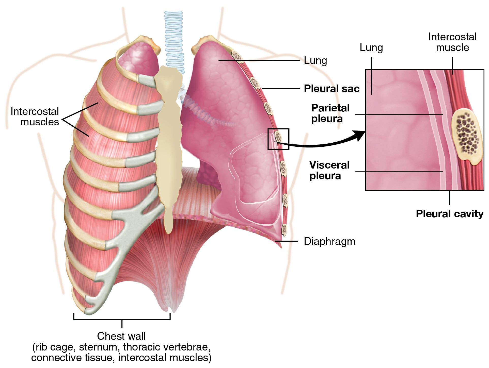 The Pleura of the Lungs SimpleMed