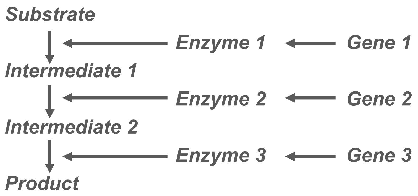 Polygenetics Diagram SimpleMed