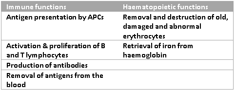 Functions of the Spleen SimpleMed