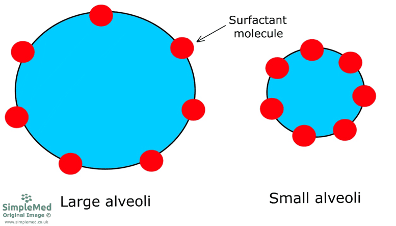 Surfactant Molecules SimpleMed