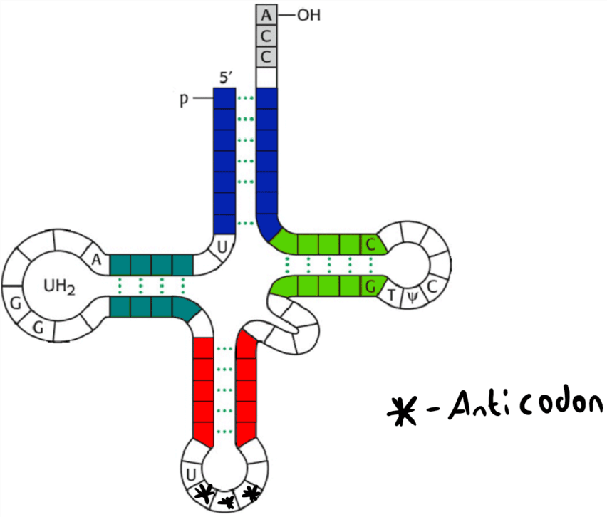 tRNA Clover Model SimpleMed