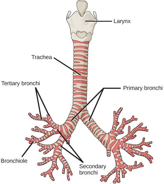 The Respiratory Tract from the Trachea to the Bronchioles SimpleMed 
